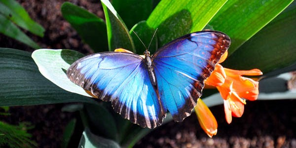 Butterfly Biosphere